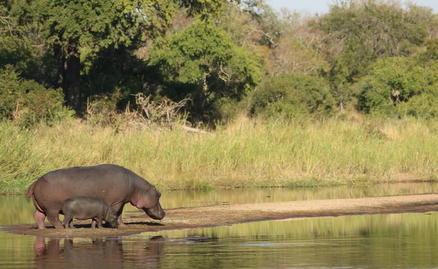 Leopard Hills Private Game Reserve Reserva de caza Sabi Sand Exterior foto