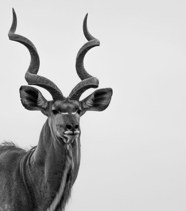 Leopard Hills Private Game Reserve Reserva de caza Sabi Sand Exterior foto